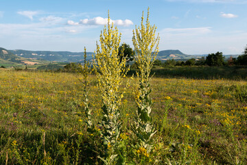 Bouillon blanc, Molène, Verbascum thapsus, Roches Sueges, Parc naturel régional des Grands...