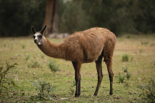 Guanaco rumiando