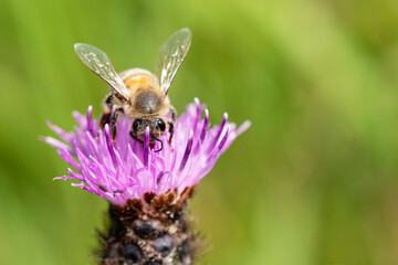 A macro photograph of a bee pollenating a colourful lilac flower.