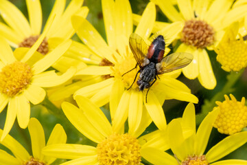 A close up image of a black fly resting on yellow flowers.