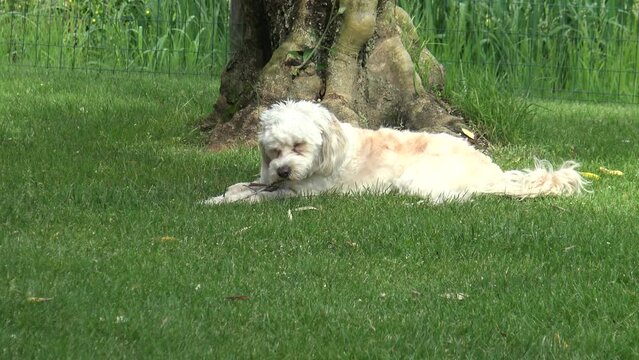 Ein Cockapoo spielt mit einem Ast