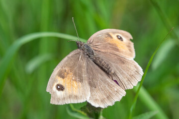 A meadow brown butterfly has its wings open while resting on a flower.