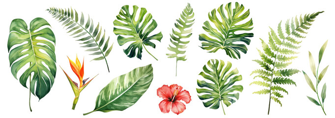 Large hand drawn watercolor tropical plants set, monstera on an isolated white background, watercolor vector illustration - obrazy, fototapety, plakaty