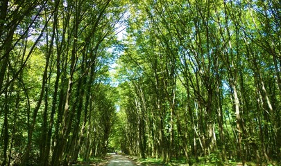 Obraz premium Path in green forest with high trees scenery