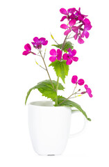 Naklejka na ściany i meble A bright purple honesty flower aka Lunaria Annua, standing in a little white coffee cup, isolated on a white background