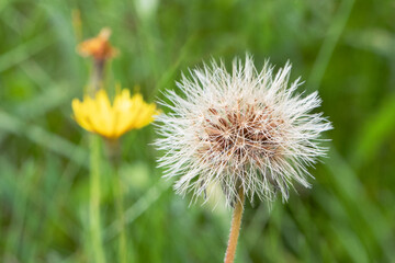 Close up of a dandelion photographed on a sunny day out in the meadows.