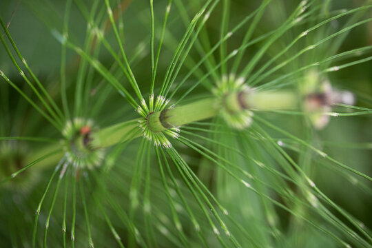 Macro image of the stem and leaves of a green cylindrical plant.