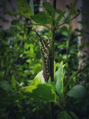 Grasshopper on a branch