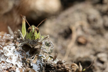 A close up macro photograph of a common green grasshopper resting in the sun.