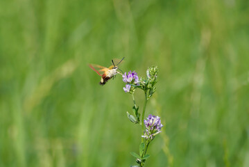 Broad-bordered bee hawk-moth (Hemaris fuciformis) in flight in Zurich, Switzerland