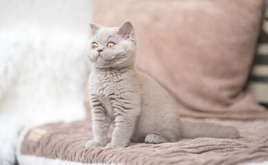 Luxus Katzen , Britisch Kurzhaar edel Kitten