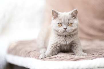 Fototapeta premium Luxus Katzen , Britisch Kurzhaar edel Kitten