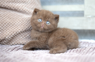 Luxus Katzen , Britisch Kurzhaar edel Kitten