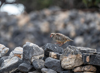 European rock partridge in natural conditions in the steppe zone of the island of Crete in summer