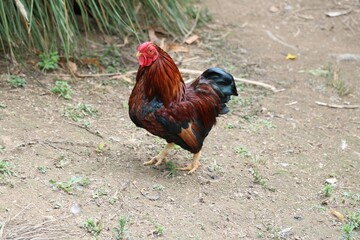 poule Sussex porcelaine rouge