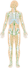 Infografik Lehrmaterial: Skelett und Lymphatisches System / Lymphsystem des Menschen - Lymphgefäße Lymphknoten