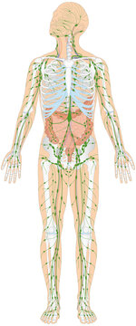 Infografik Lehrmaterial: Skelett, Verdauungssystem, Lymphatisches System / Lymphsystem des Menschen