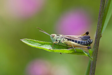 A macro photograph of a meadow grasshopper in a meadow in Derbyshire, England.