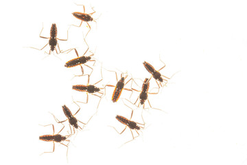 Insects photographed through glass with the use of a flash to show their transparent bodies.