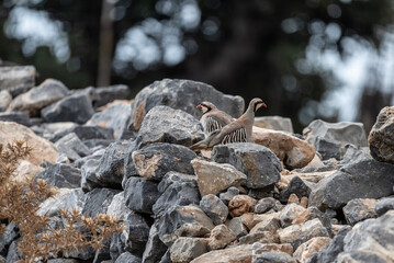 European rock partridge in natural conditions in the steppe zone of the island of Crete in summer