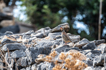 European rock partridge in natural conditions in the steppe zone of the island of Crete in summer