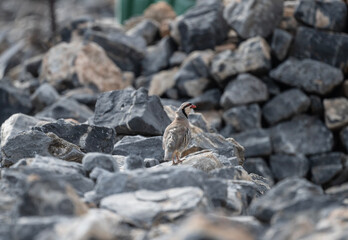 European rock partridge in natural conditions in the steppe zone of the island of Crete in summer