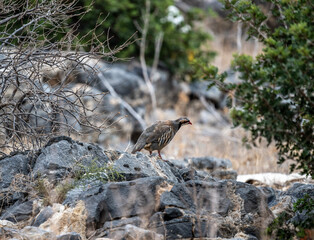 European rock partridge in natural conditions in the steppe zone of the island of Crete in summer