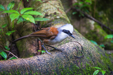 White-crested Laughing Thrush,(Garrulax leucolophus), on the  tree branch.