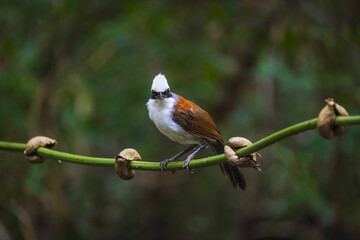 White-crested Laughing Thrush,(Garrulax leucolophus), on the  tree branch.