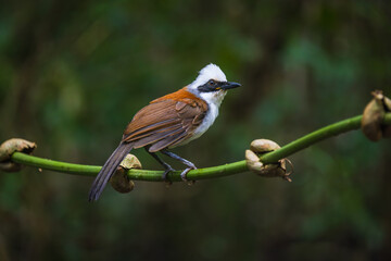 White-crested Laughing Thrush,(Garrulax leucolophus), on the  tree branch.