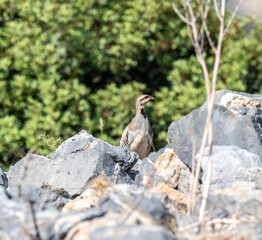 European rock partridge in natural conditions in the steppe zone of the island of Crete in summer