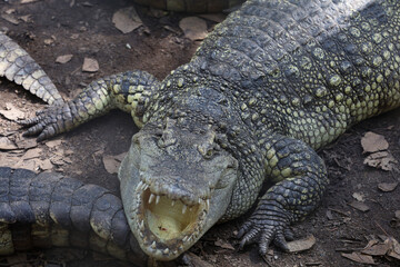 Close up crocodile is action show head in garden
