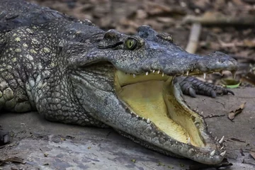 Foto op Canvas Close up crocodile is action show head in garden © pumppump