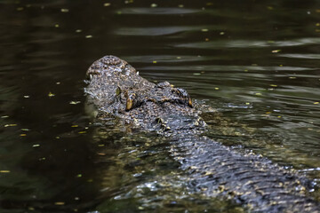 Naklejka premium Close up head crocodile is show head in river