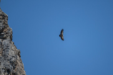 Fototapeta na wymiar griffon vulture in natural conditions in flight against the blue sky of the island of Crete in summer
