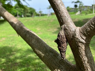 A close-up of a Psychidae dangling on a garden tree limb.