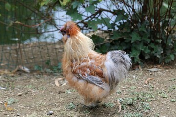 Poule soie