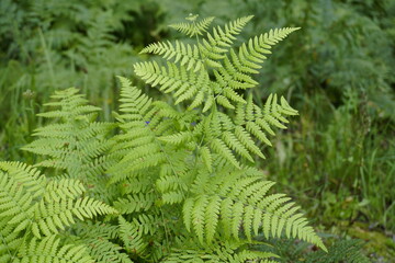 Large bracken fern leaves in a pine forest close-up. Summer. August