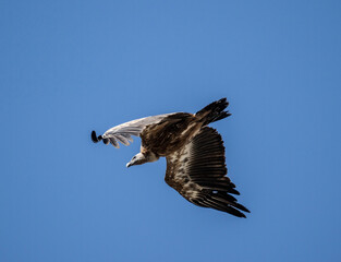 Fototapeta premium griffon vulture in natural conditions in flight against the blue sky of the island of Crete in summer