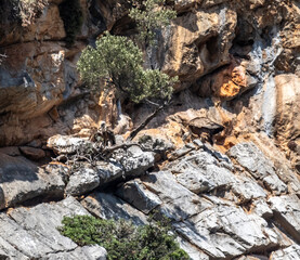 griffon vulture in natural conditions resting on the rocks of the island of Crete in summer