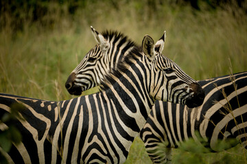 Fototapeta na wymiar Zebras in Akagera National Park, Rwanda 