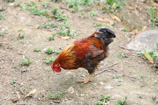 Poule de marans