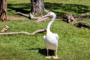 White Pelican in the park