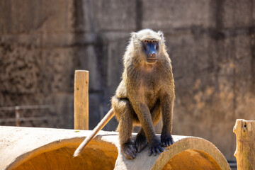 Baboon in the zoo park