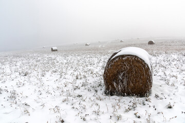 Bales of straw on a field with snow in winter - 636373945