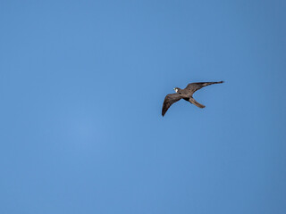 Eleonora's Hobby Falcon in natural conditions in flight on the hunt against the background of the blue sky of the island of Crete in the summer