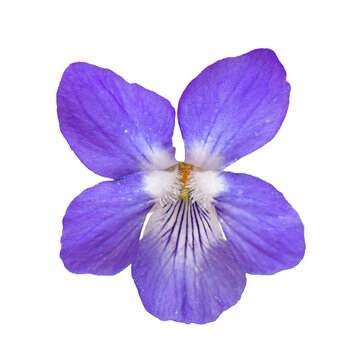 single wood violet, sweet violet, English violet, common violet, florist's violet or garden violet (viola odorata) flower, detail