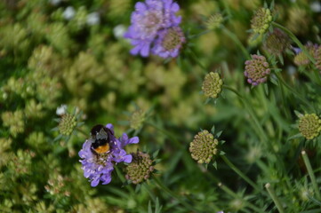 Bumblebee on a flower