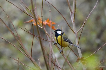 Naklejka premium Garden bird Great tit sitting on the branch in the green background 