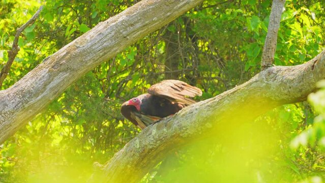 Turkey Vulture taking off from tree branch to fly. Adult Turkey Vulture fly away. Known as bird feeding on dead animals.